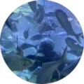 Ryan Aldridge Avatar